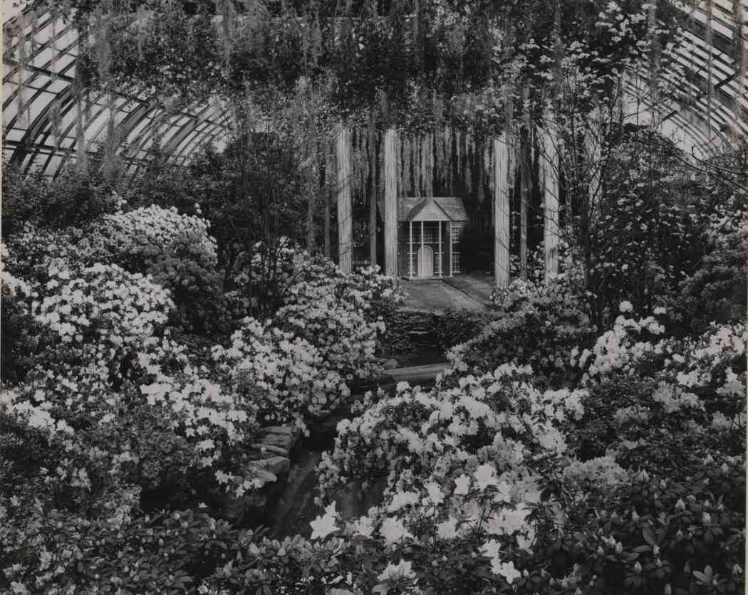 Spring Flower Show 1953