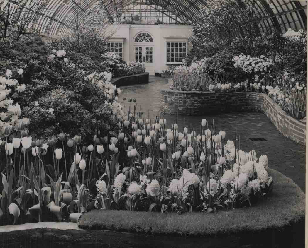 Spring Flower Show 1953