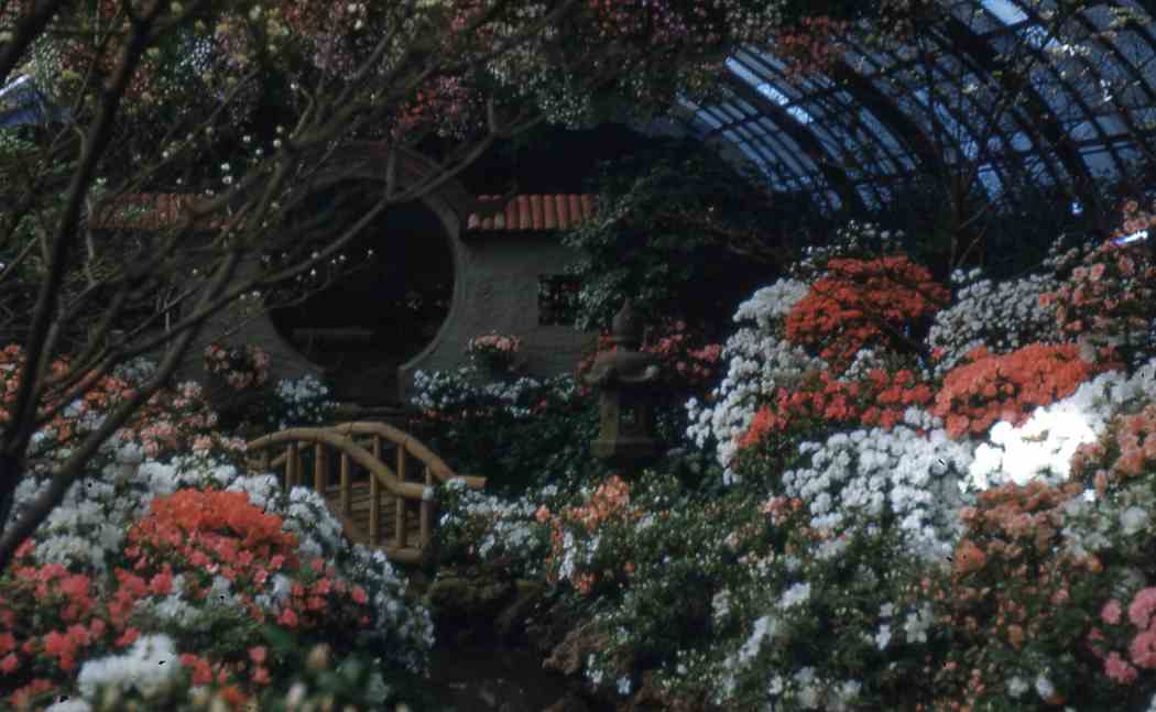 Spring Flower Show 1954