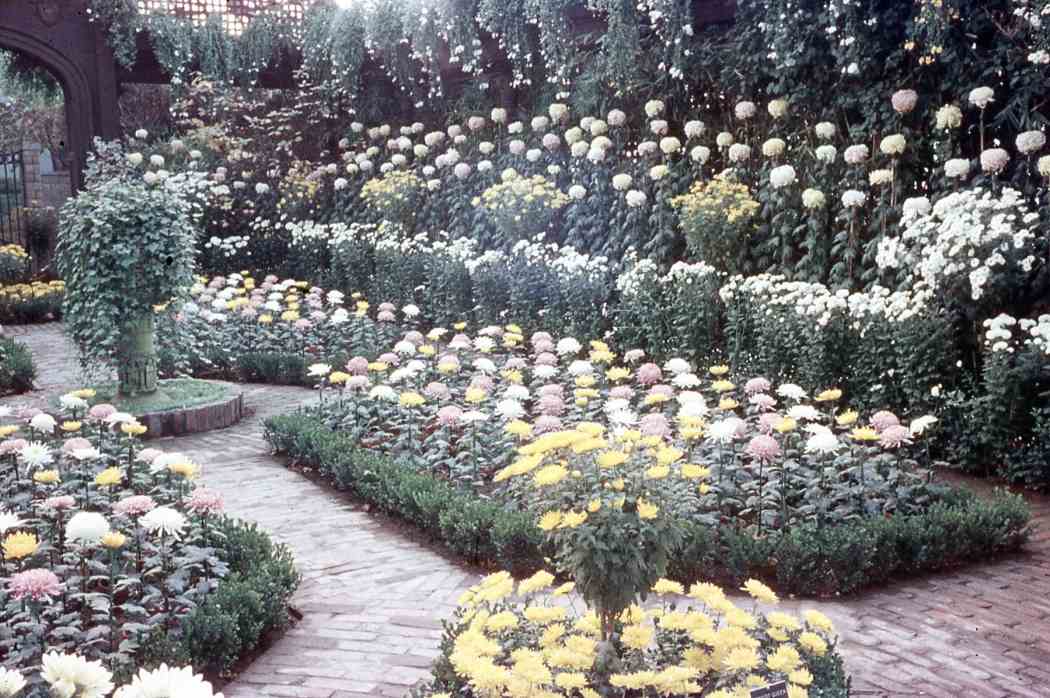 Fall Flower Show 1955