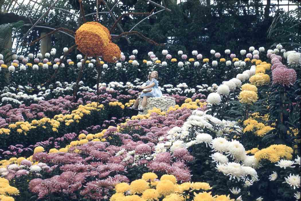 Fall Flower Show 1955