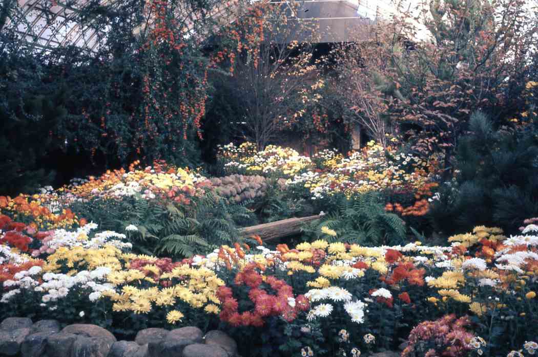 Fall Flower Show 1960