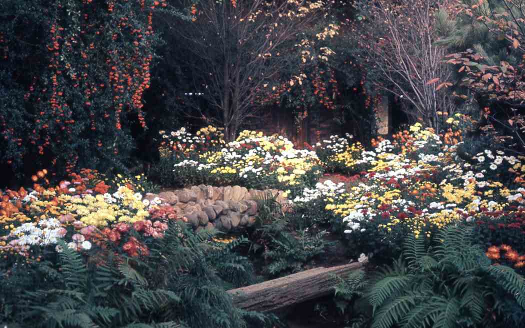 Fall Flower Show 1960