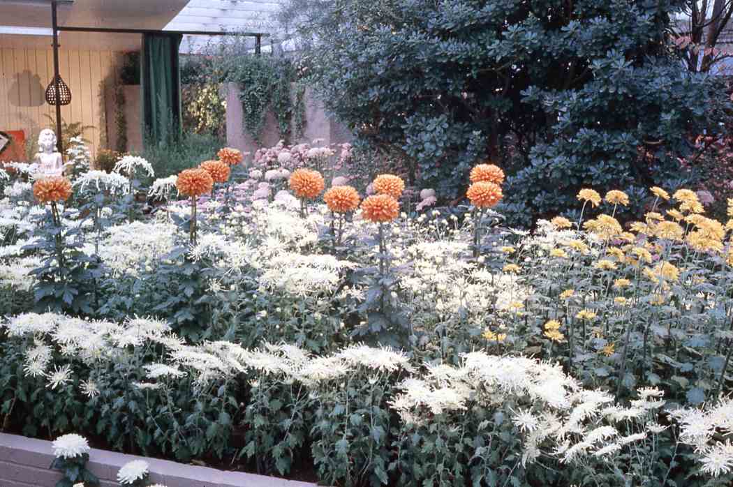 Fall Flower Show 1960