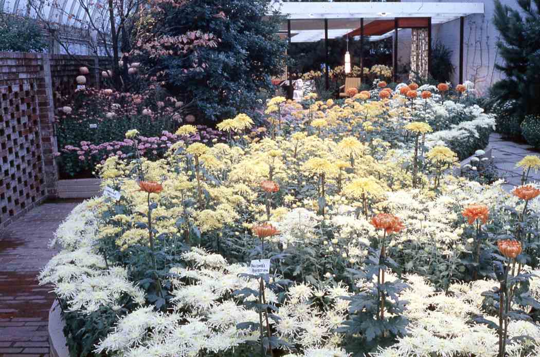 Fall Flower Show 1961