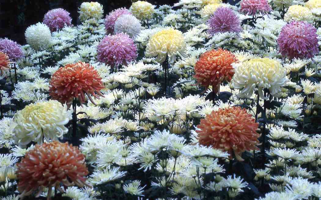 Fall Flower Show 1962