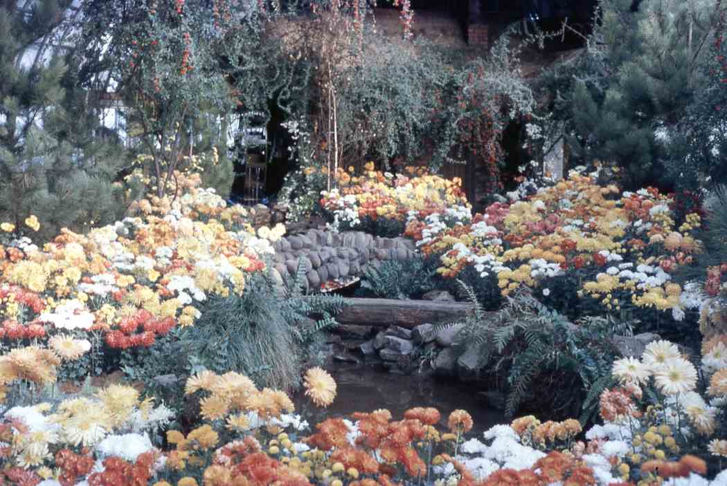 Fall Flower Show 1962