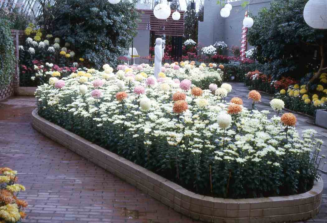 Fall Flower Show 1962