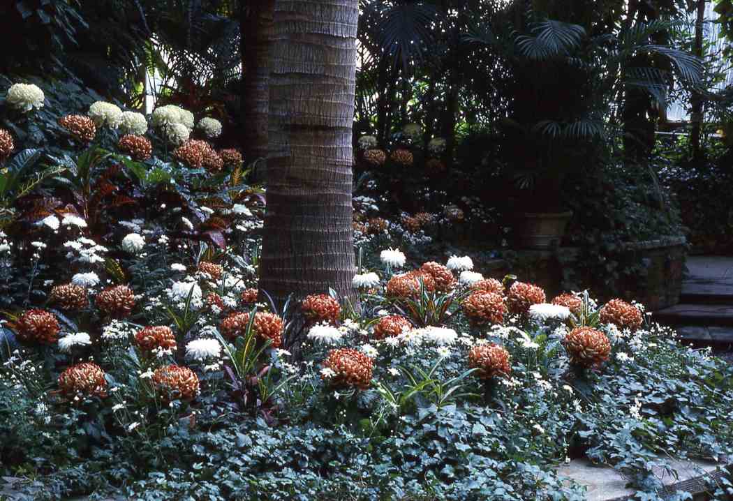 Fall Flower Show 1962