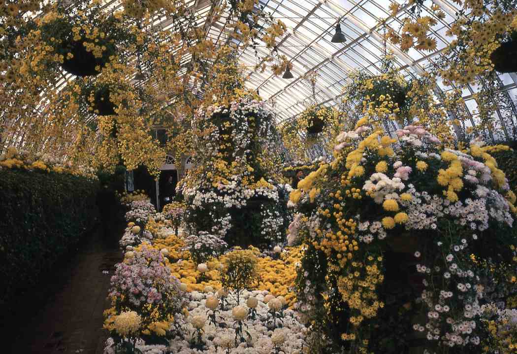 Fall Flower Show 1962