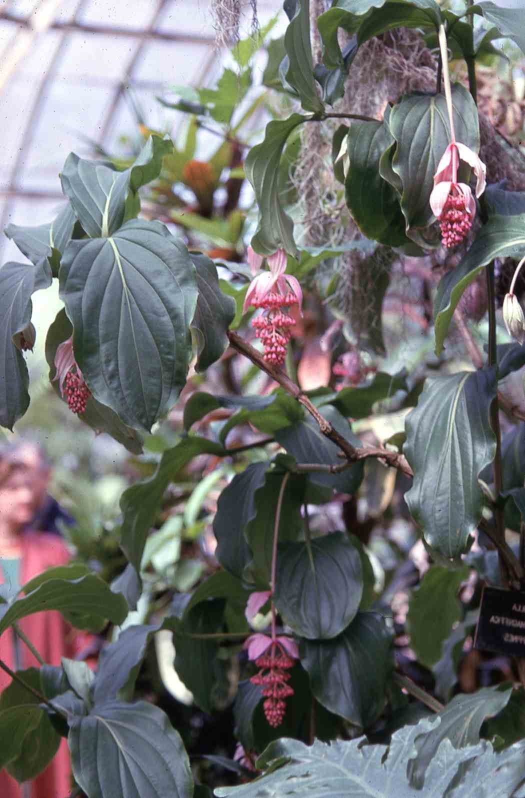 Spring Flower Show 1962