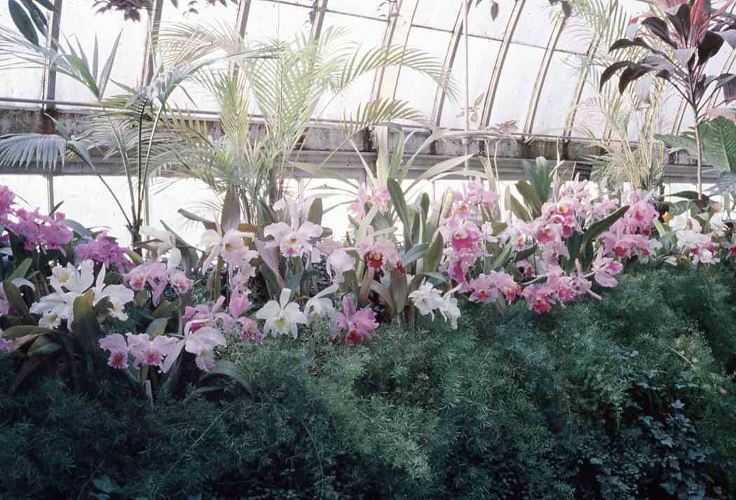 Spring Flower Show 1962