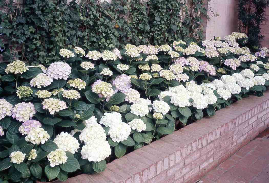 Spring Flower Show 1962