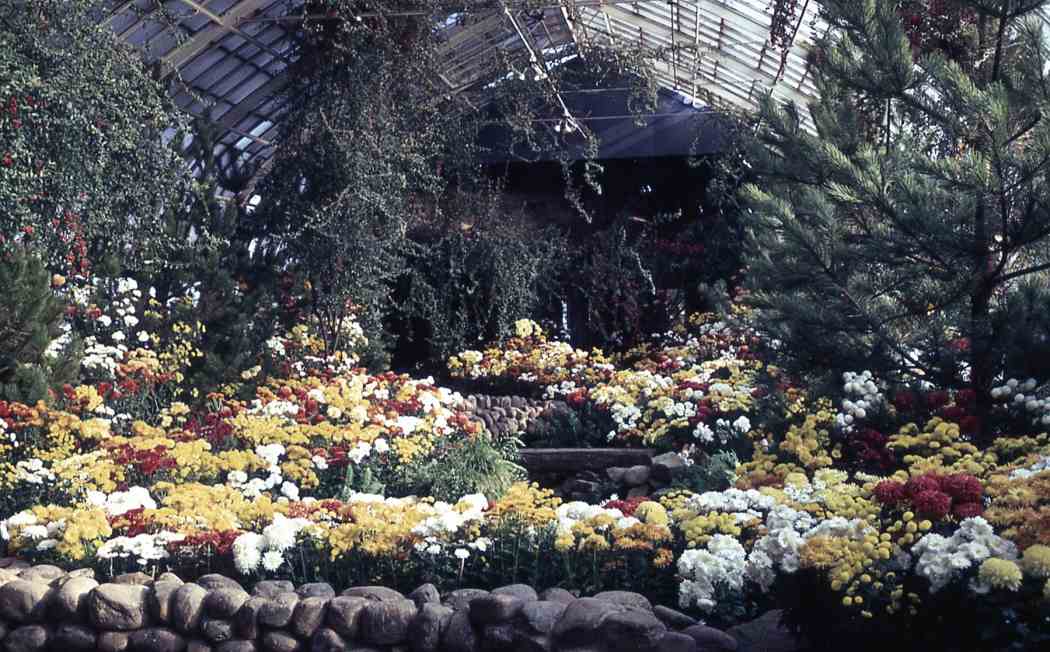 Fall Flower Show 1963