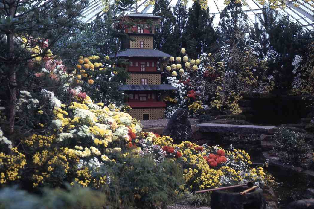 Fall Flower Show 1963