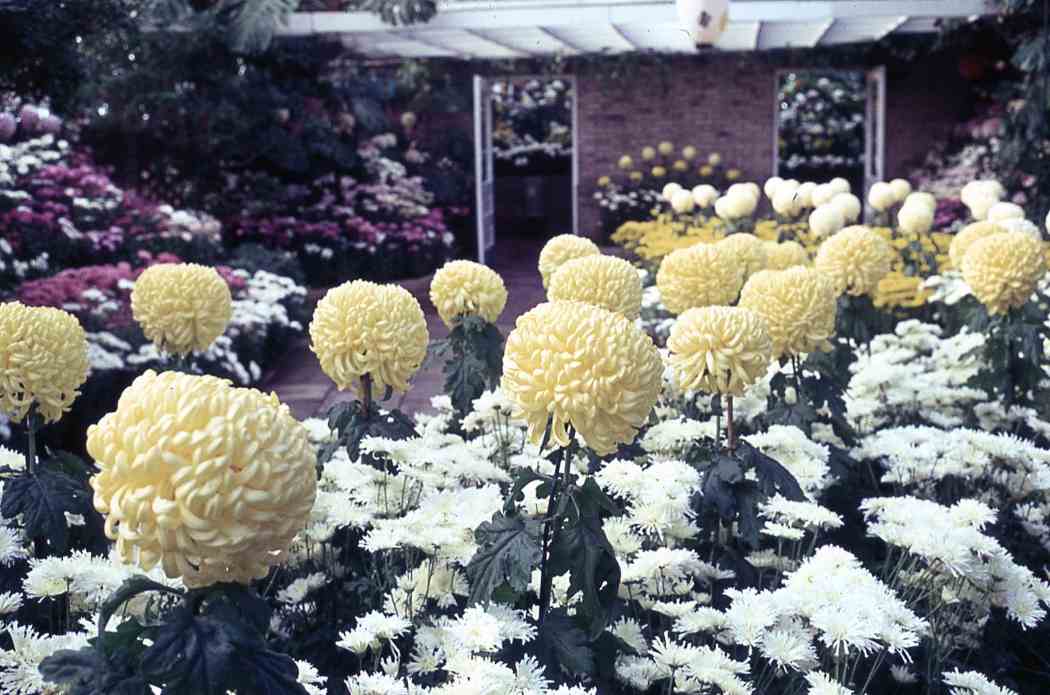 Fall Flower Show 1963