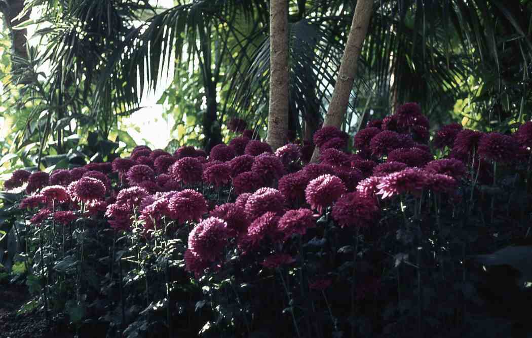 Fall Flower Show 1963