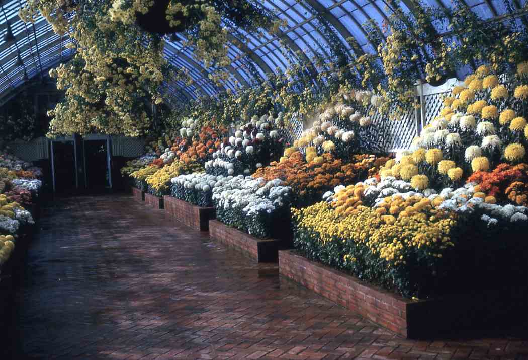 Fall Flower Show 1963