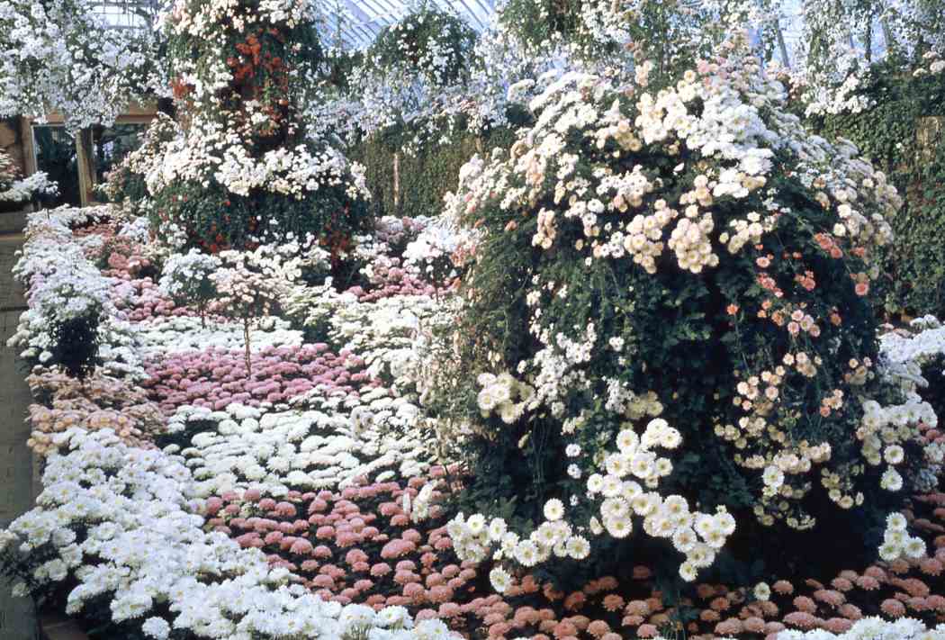 Fall Flower Show 1963