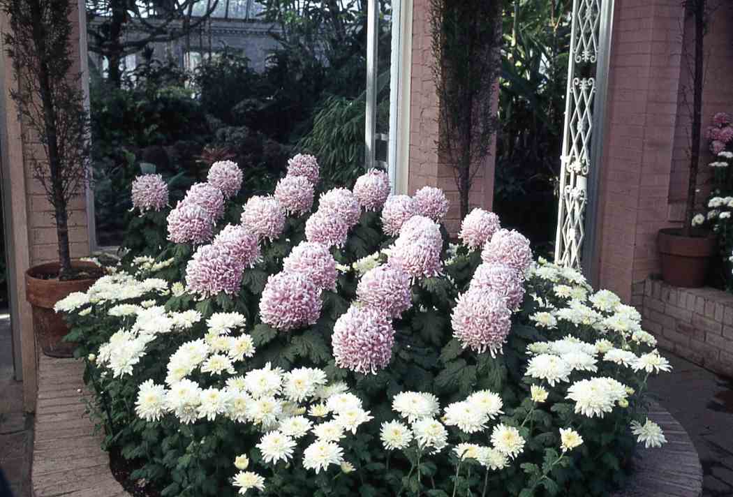 Fall Flower Show 1963