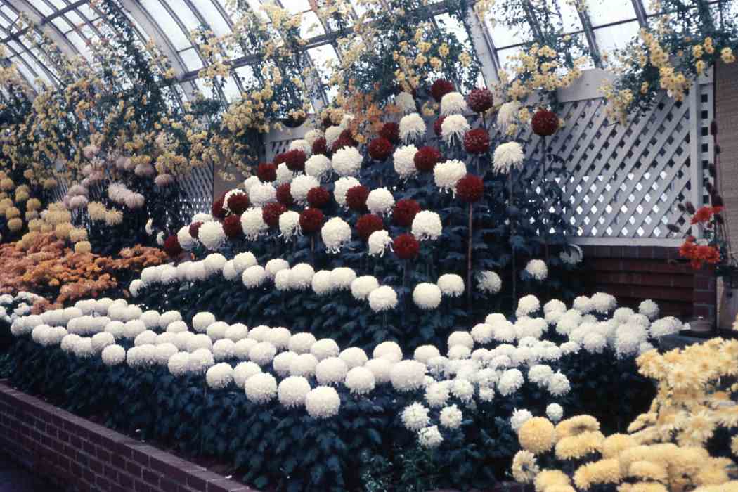 Fall Flower Show 1964