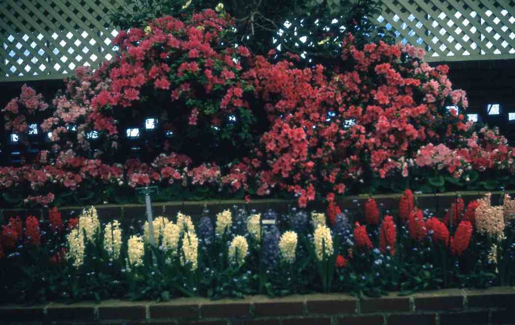 Spring Flower Show 1964