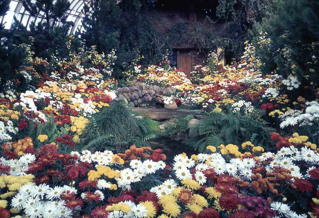 Fall Flower Show 1965