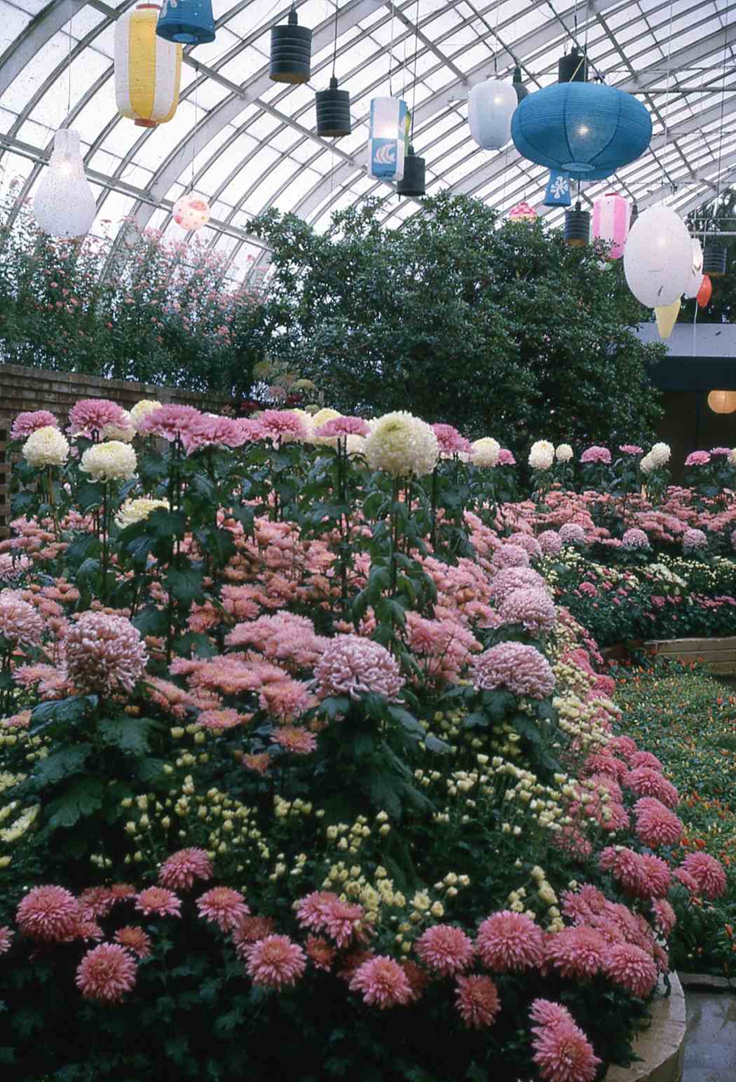 Fall Flower Show 1965