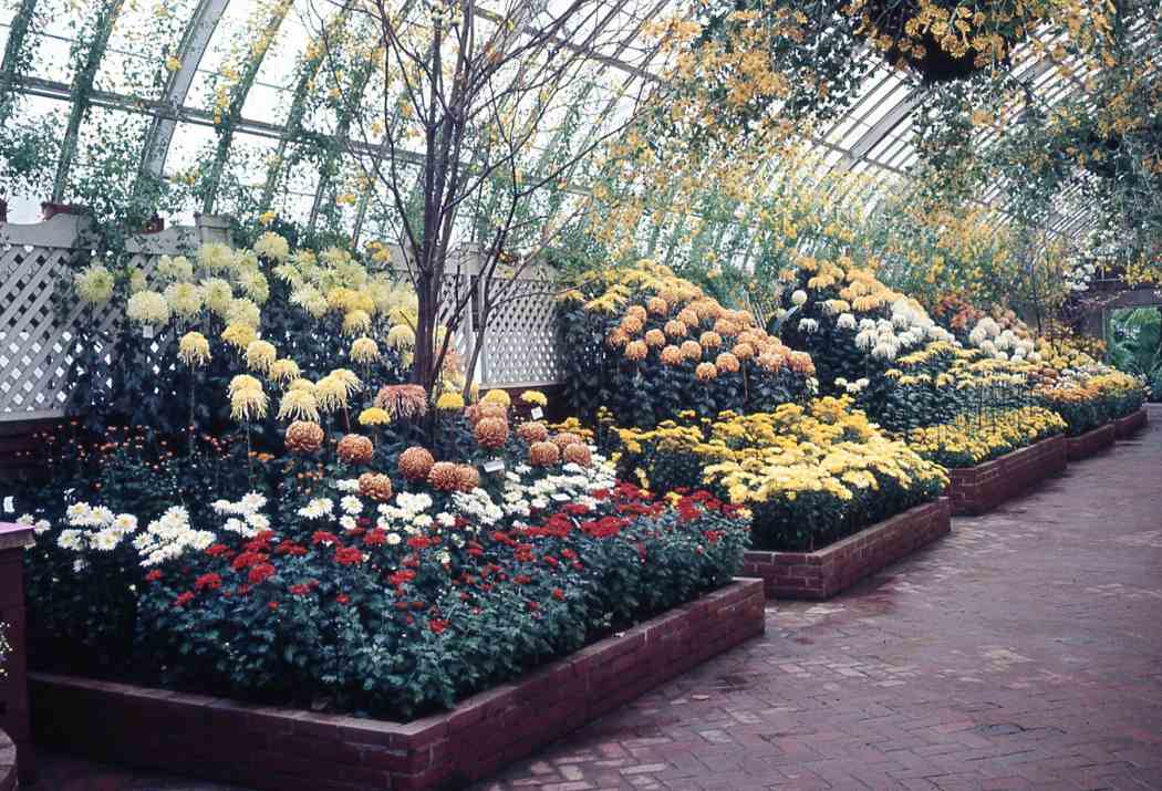 Fall Flower Show 1965