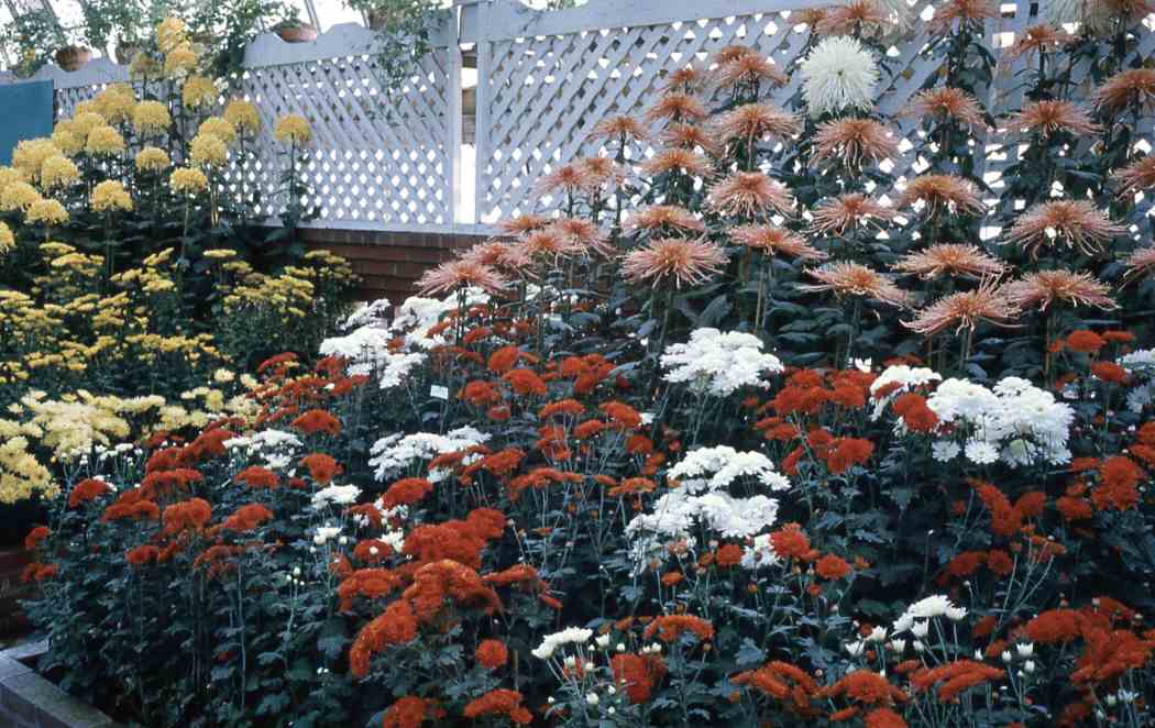 Fall Flower Show 1965