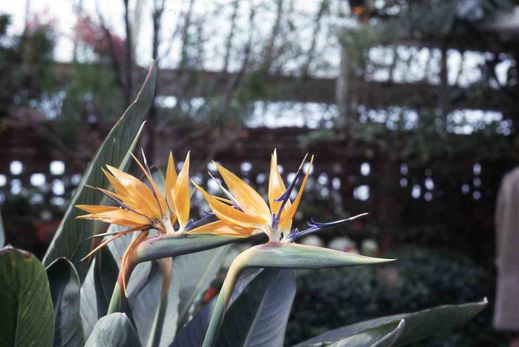 Spring Flower Show 1965