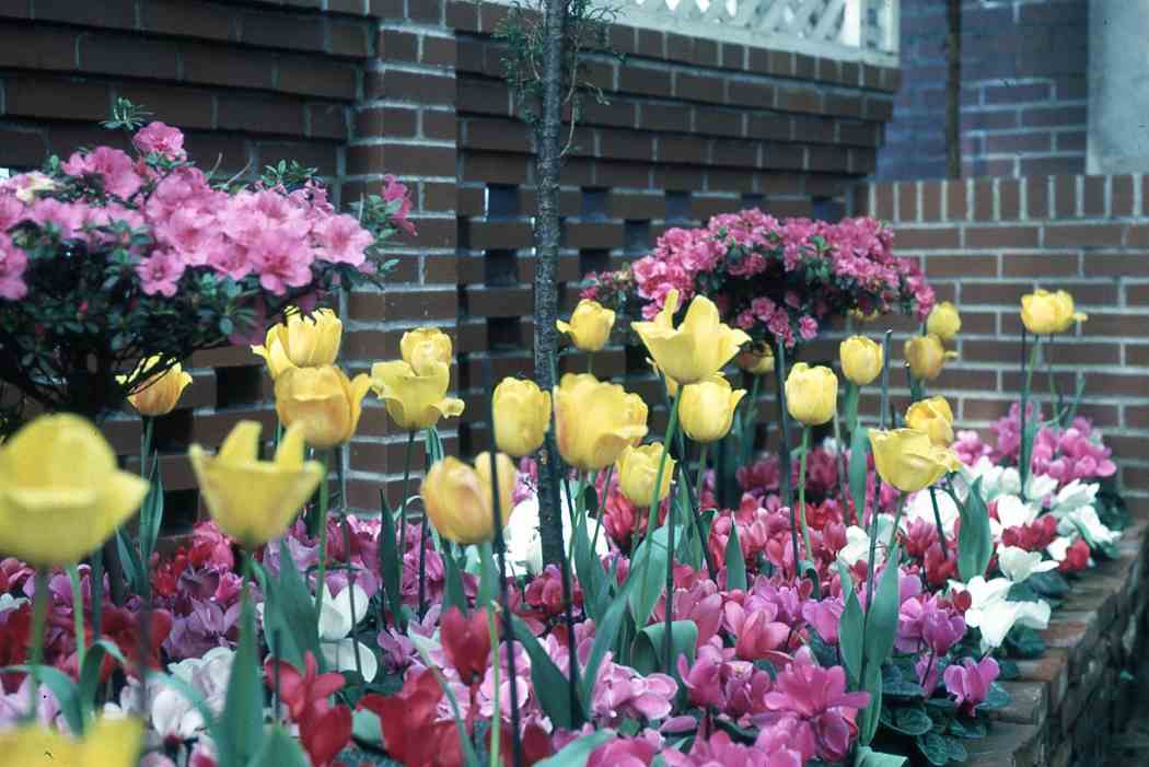 Spring Flower Show 1965
