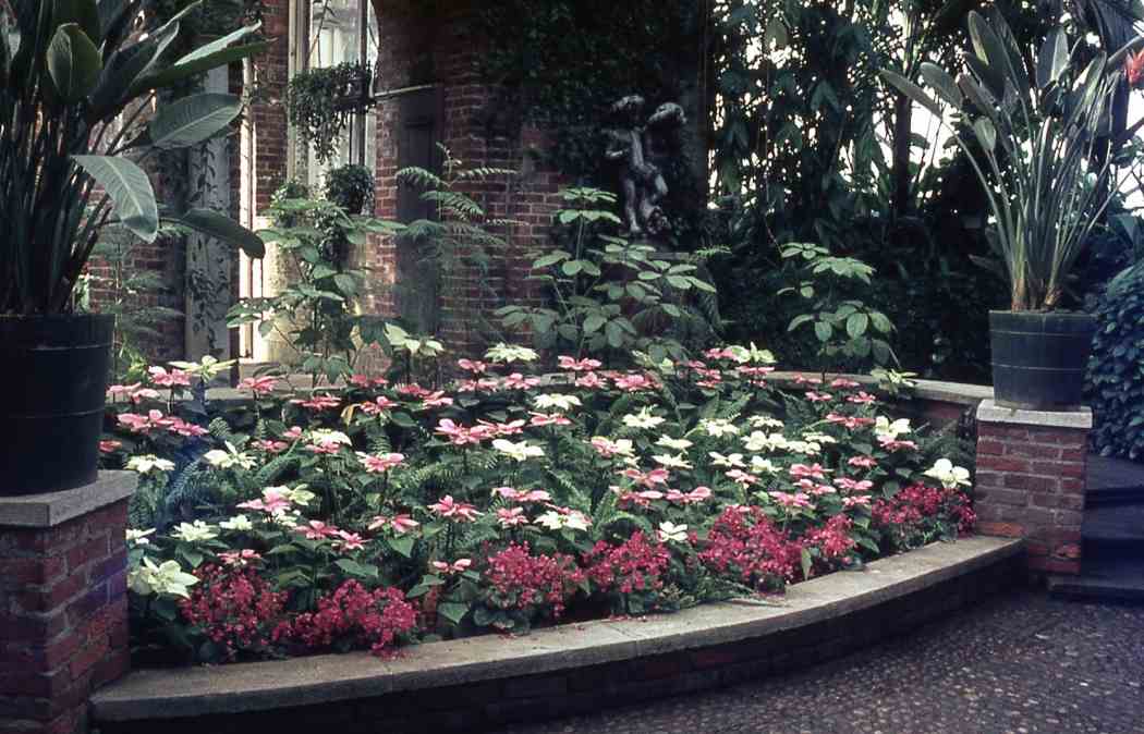 Winter Flower Show 1965