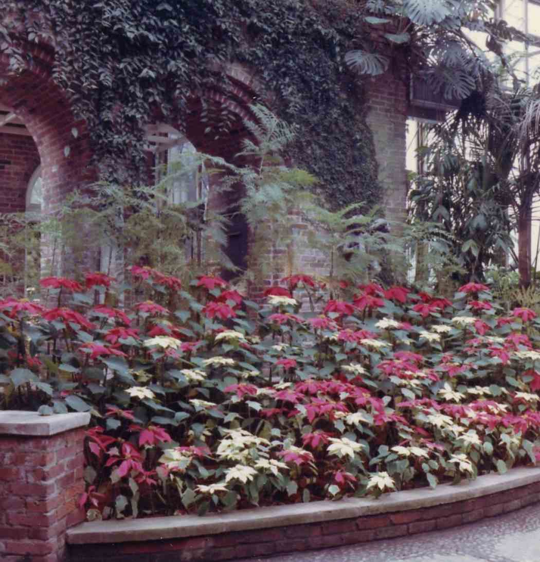 Winter Flower Show 1965