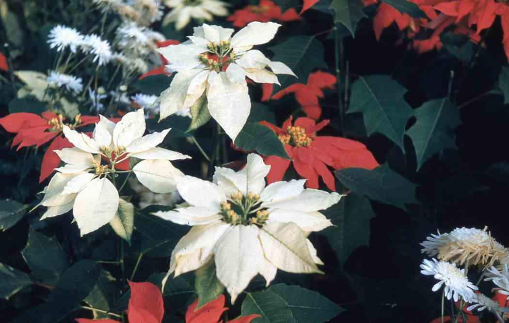 Winter Flower Show 1965