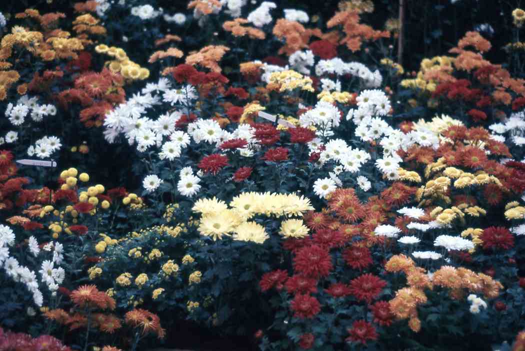 Fall Flower Show 1966