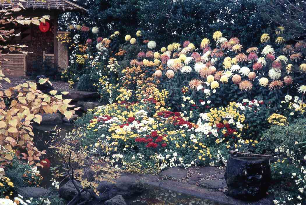 Fall Flower Show 1966
