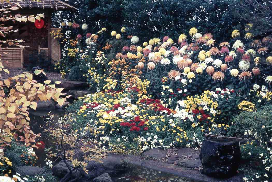 Fall Flower Show 1966