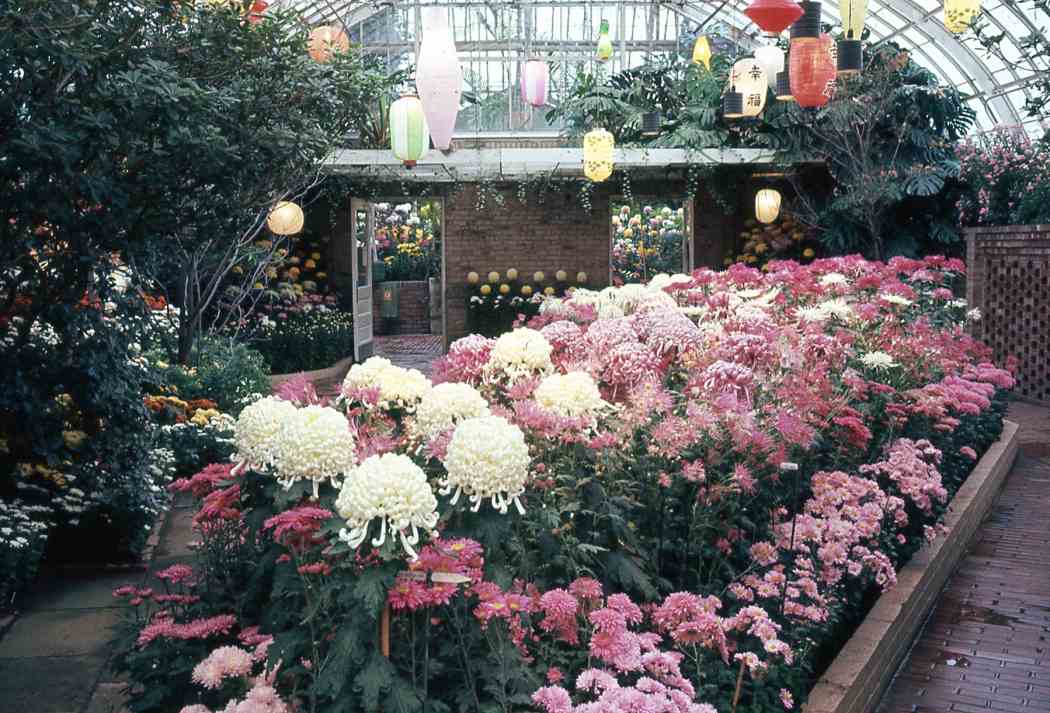 Fall Flower Show 1966