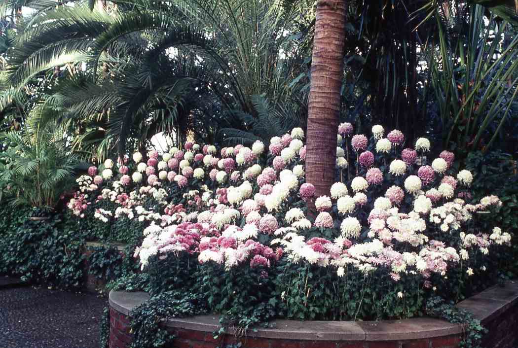 Fall Flower Show 1966