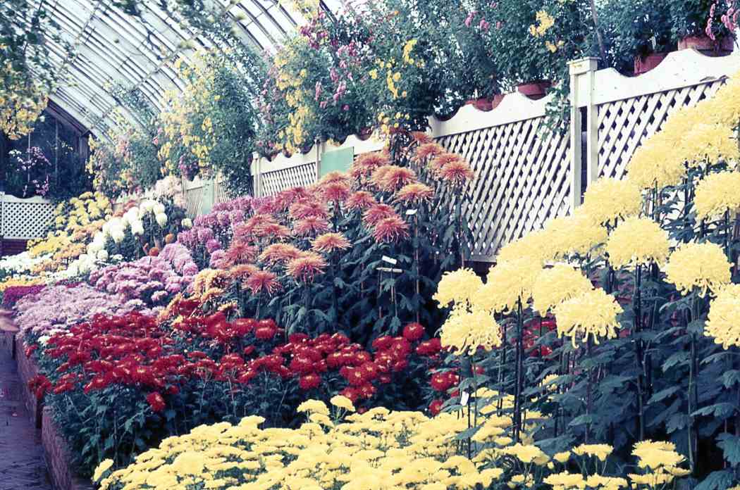 Fall Flower Show 1966