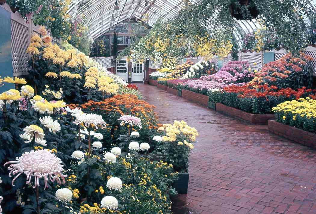 Fall Flower Show 1966