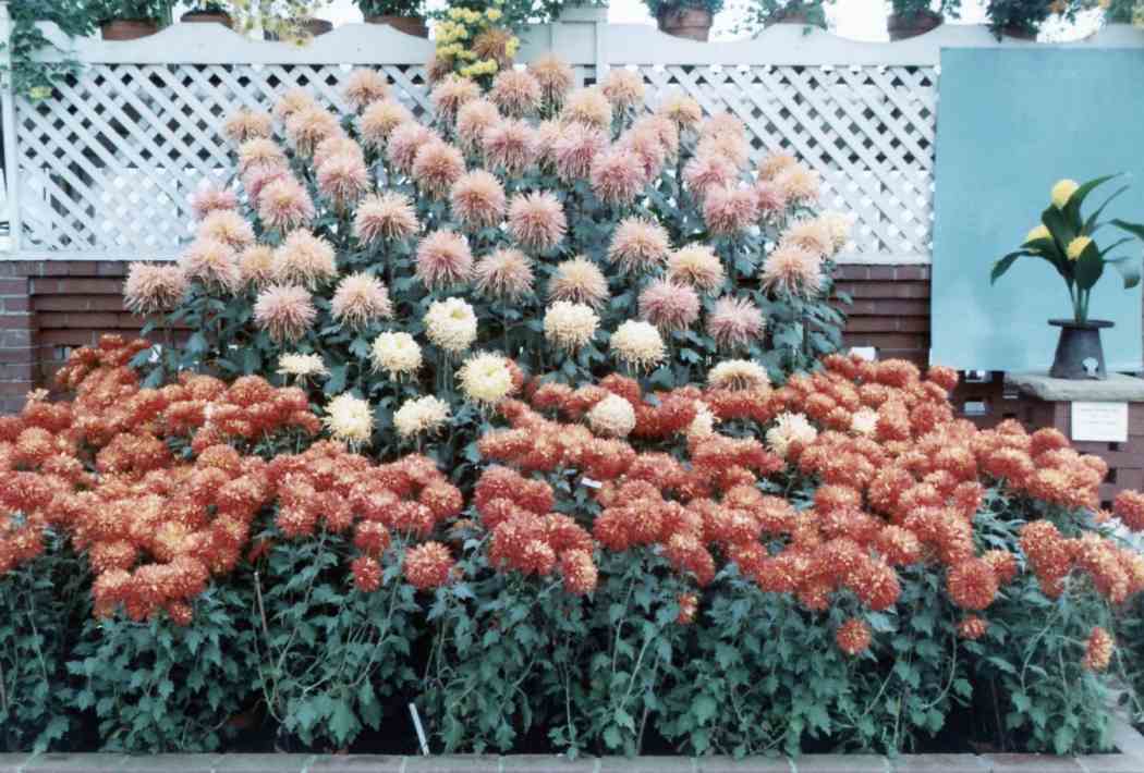 Fall Flower Show 1966