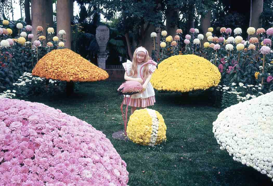 Fall Flower Show 1966