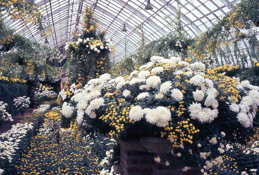 Fall Flower Show 1966