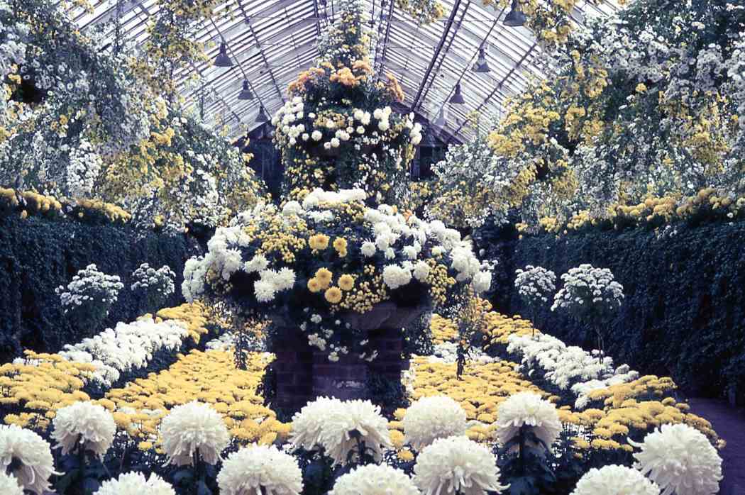 Fall Flower Show 1966