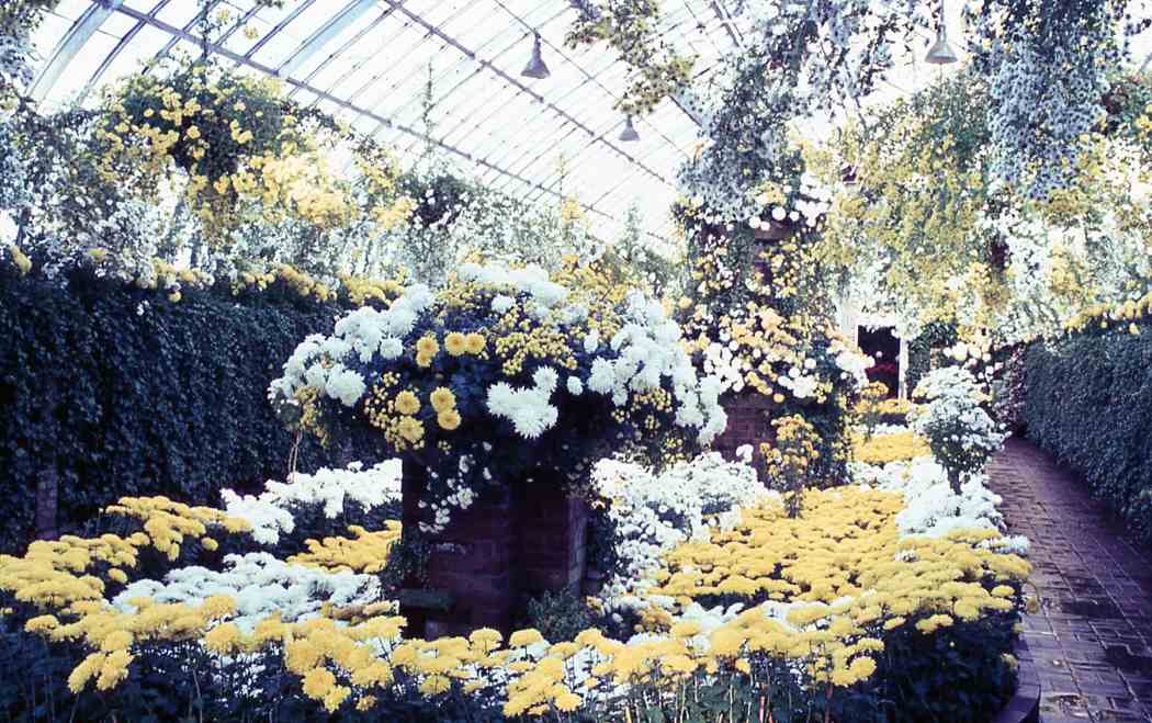 Fall Flower Show 1966