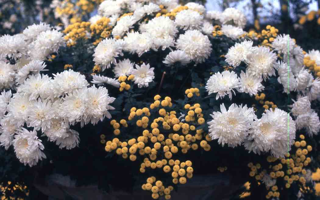 Fall Flower Show 1966