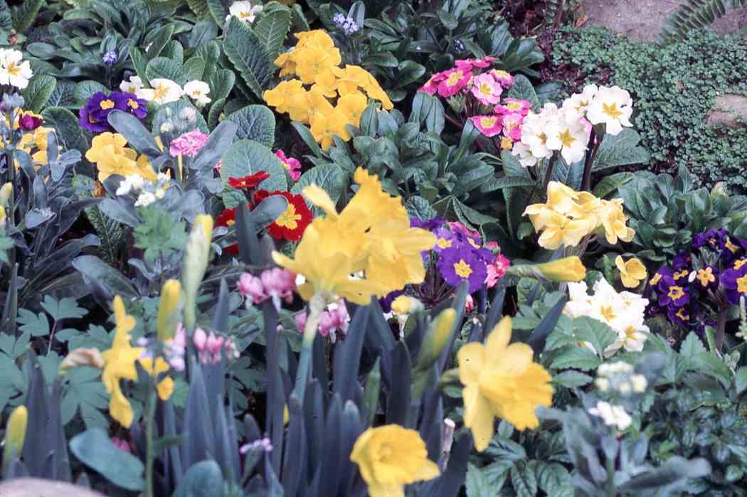 Spring Flower Show 1966