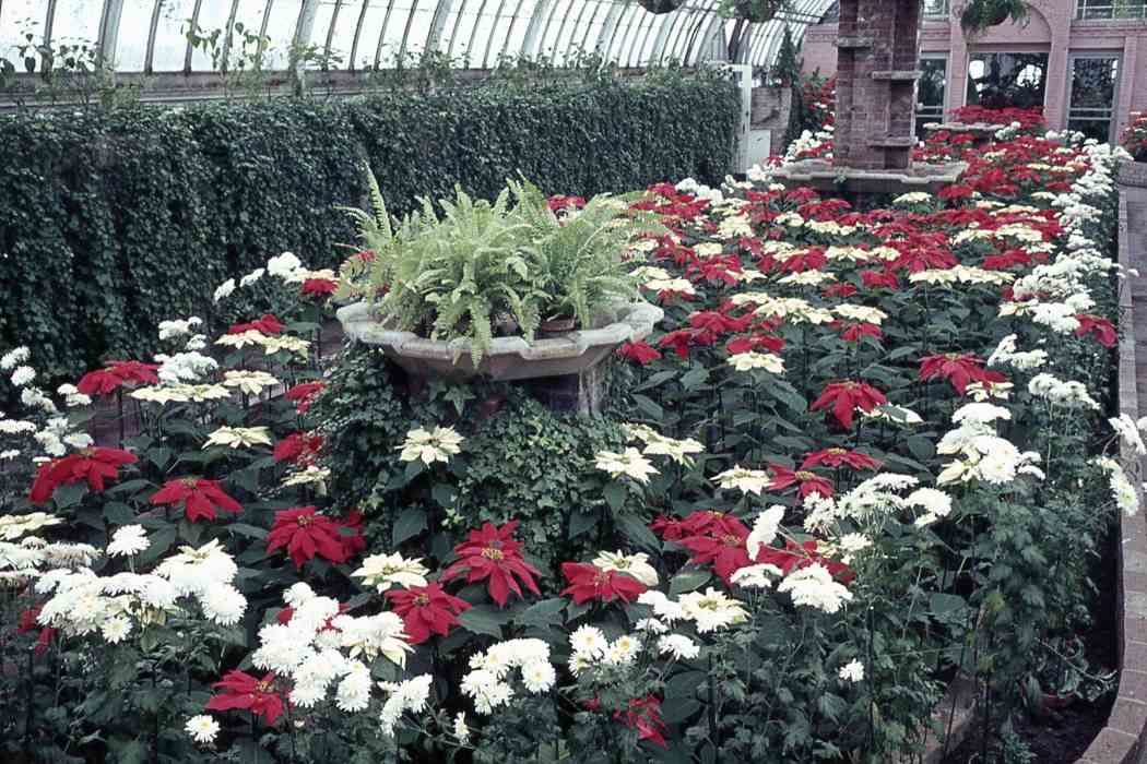 Winter Flower Show 1966